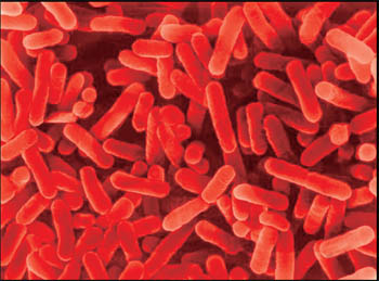 Бактерия Legionella Pneumophila
