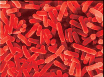  Legionella Pneumophila